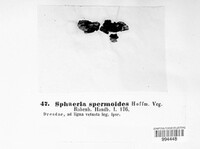 Lasiosphaeria spermoides image